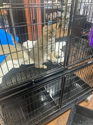 Photo of A to Z Pet Shop - Trumbull, CT, US. A small cat