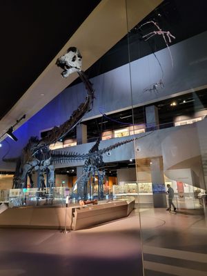 Lee Kong Chian Natural History Museum, Singapore by null