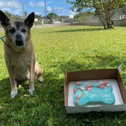 Nalowinds Boarding Kennels - Airmid's 13th Birthday  (She's 14.5 Today)