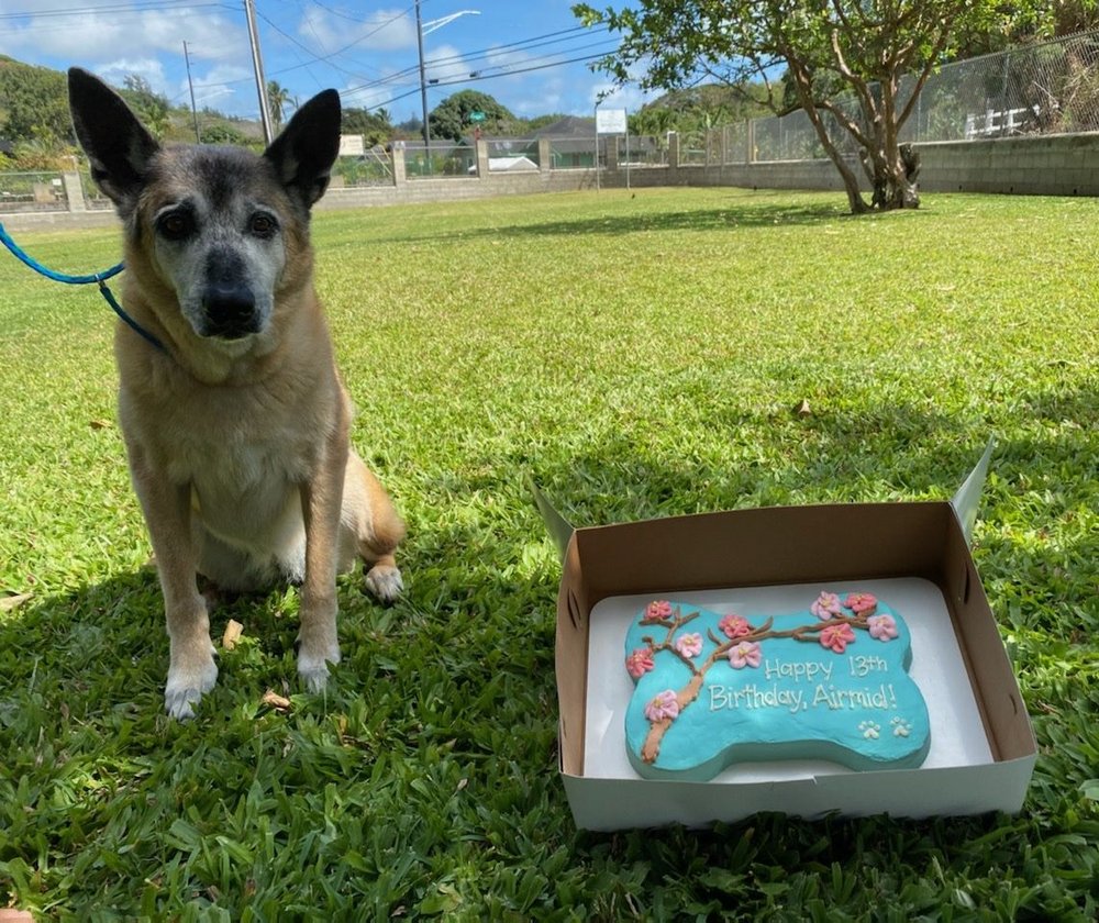 Nalowinds Boarding Kennels - pet boarding facility in Waimanalo, HI