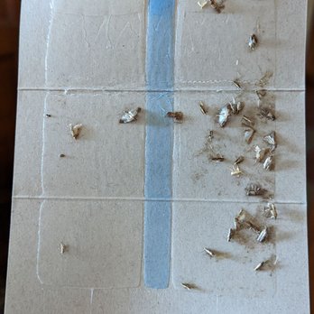 A1 Exterminators - House months on traps. - Pest Control Near Me - Lynn, Massachusetts