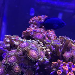 CTE Aquatics