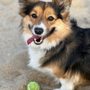 Photo of Cape Cod Dog Center