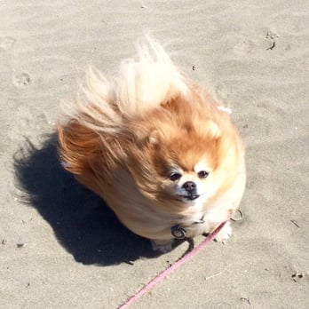 Mathews Bitsy Poms - Gorgeous ! My Buttercup is a super model ! - Pet Breeders Near Me