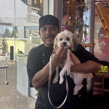 Collar & Comb - Pet Groomers Near Me - West Hollywood, California