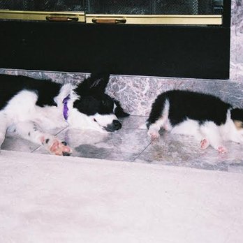 Attention To D'tails - Zoned out after play - Dog Walkers Near Me