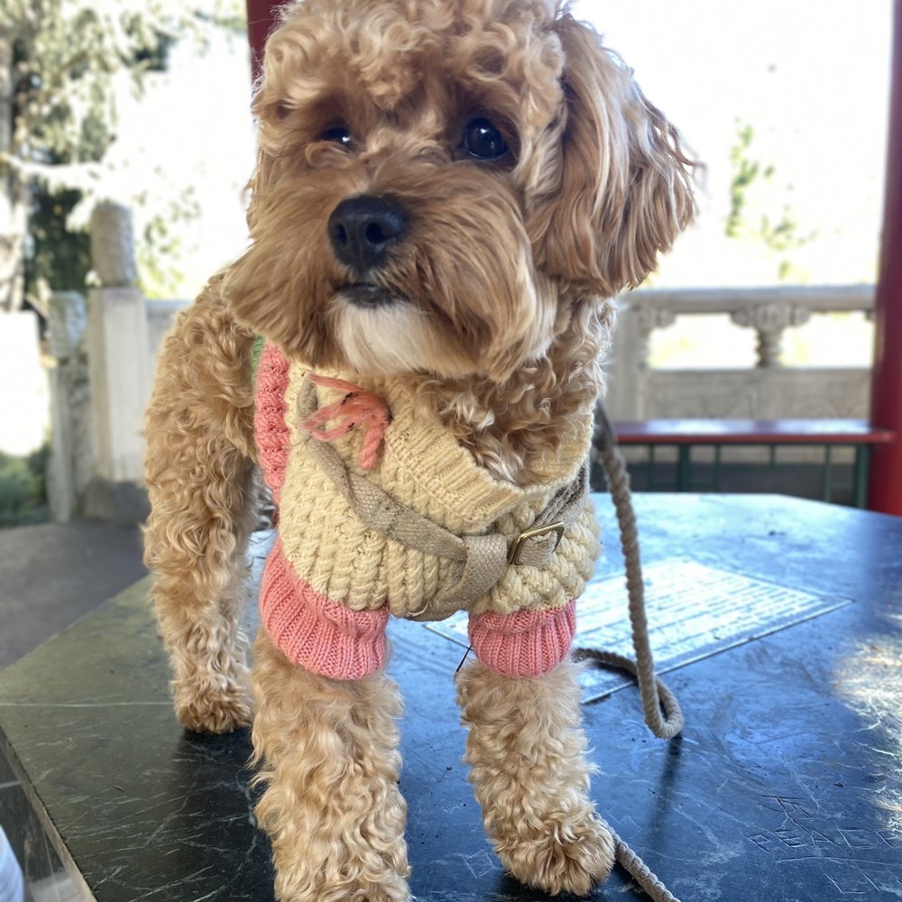 Mishka - Mishka sweater - Pet Stores Near Me - San Francisco, California