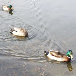 4 Island Lake