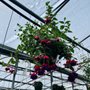 Photo of Butler's Flowers & Plants
