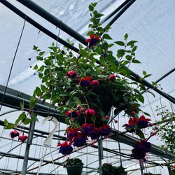 user provided Butler's Flowers & Plants photo