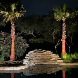 Moon Valley Nurseries - Two beautiful palm trees from Moon Valley Nurseries