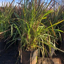 Lowe’s Nursery