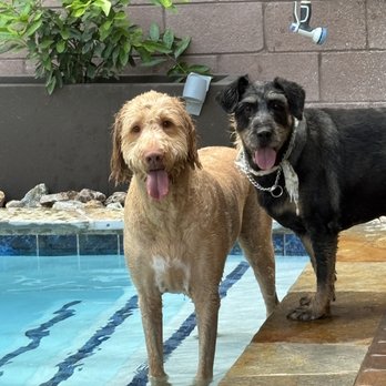 Premier Pool and Spa - Pups enjoying the pool - Pool & Hot Tub Service Near Me - Las Vegas, Nevada Premier Pool and Spa - Pups enjoying the pool - Pool & Hot Tub Service Near Me - Las Vegas, Nevada