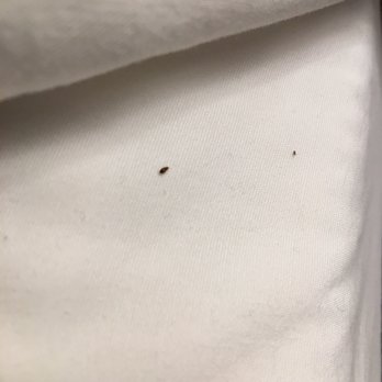 Rodeway Inn - Bed bugs room 326- bed closest to door - Hotels Near Me - Watsonville, California Rodeway Inn - Bed bugs room 326- bed closest to door - Hotels Near Me - Watsonville, California