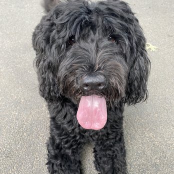 Swifto - Don't mind me, I'm just waiting for my Swifto walker. - Dog Walkers Near Me Swifto - Don't mind me, I'm just waiting for my Swifto walker. - Dog Walkers Near Me