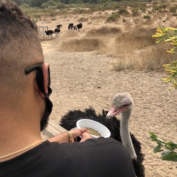 Ostrichland USA - Better hold on with both hands, they are hungry  feeding a female Ostrich - Attraction Farms Near Me - Solvang, California