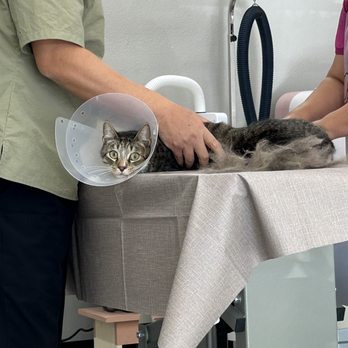 Happy Cat Grooming - Pet Groomers Near Me - Cypress, California
