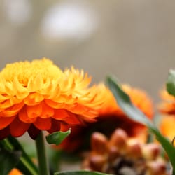 Xerochrysum Bracteatum more commonly known as Strawflower also a sunny annual.