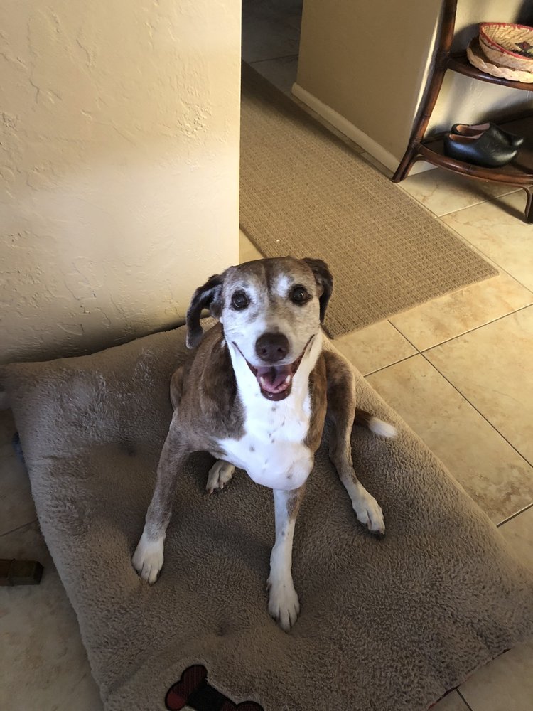 PALMA SOLA ANIMAL CLINIC - Updated January 2025 - 44 Photos - 6116