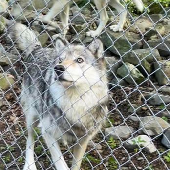 Lakota Wolf Preserve - Zoos Near Me - Columbia, New Jersey Lakota Wolf Preserve - Zoos Near Me - Columbia, New Jersey