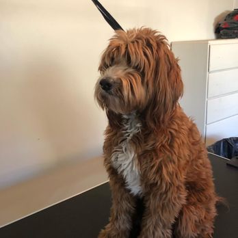 Happy Tailz Grooming - Howie before his groom - Pet Groomers Near Me Happy Tailz Grooming - Howie before his groom - Pet Groomers Near Me