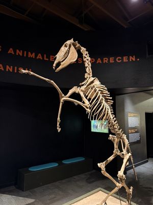 Arizona Museum of Natural History by null