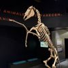 Arizona Museum of Natural History gift card