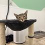 Photo of River Cities Humane Society For Cats