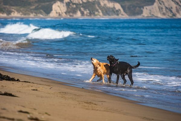 Limantour Beach by null