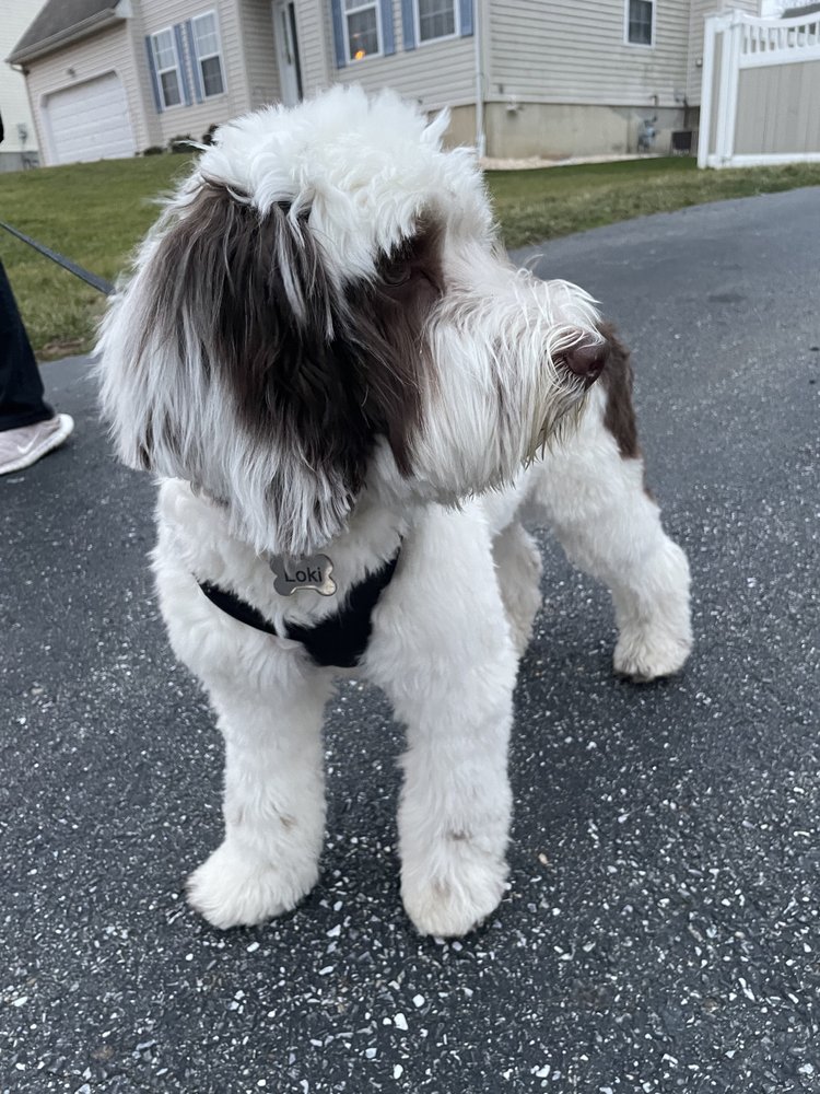 Happy Wiggles - pet boarding facility in Newark, DE