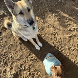 Peoria’s Pet Market