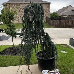 Blue Atlas Cedar
