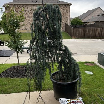 Green Acres Nursery & Supply - Blue Atlas Cedar - Nurseries & Gardening Near Me - Irving, Texas
