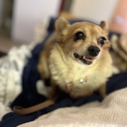 Vineyard Care Center - This is Chico, Jeans Pet Dog at our care center!
