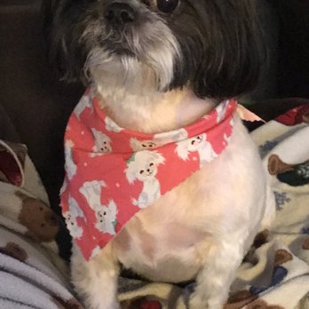 Dog a Do Salon - My beautiful Cocoa - Pet Sitting Near Me - Herndon, Virginia Dog a Do Salon - My beautiful Cocoa - Pet Sitting Near Me - Herndon, Virginia