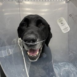 Violet Crown Veterinary Specialists