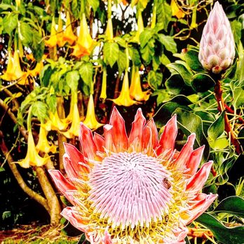 Ali'i Kula Lavender - Gorgeous flowers! - Tours Near Me - Kula, Hawaii