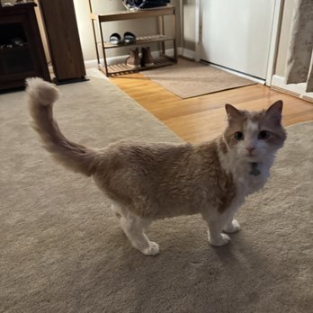 The Grooming Gals - Cat - Pet Groomers Near Me - Cincinnati, Ohio