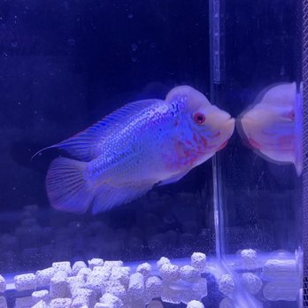 Rainbow Aquarium and Pond - First day comming home - Aquarium Services Near Me - Arleta, California