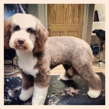 Damascus Dog Grooming - Pet Services Near Me - Boring, Oregon Damascus Dog Grooming - Pet Services Near Me - Boring, Oregon