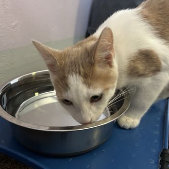 Angels With Paws - Animal Shelters Near Me - Lakewood, Colorado Angels With Paws - Animal Shelters Near Me - Lakewood, Colorado