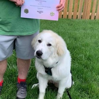 Northstar Canine Training - Our girl Niev! - Pet Training Near Me Northstar Canine Training - Our girl Niev! - Pet Training Near Me
