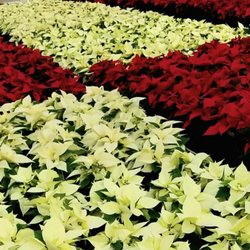Countryside Flower Shop, Nursery and Garden Center - Elburn - Home grown poinsettias at SHADY HILL.