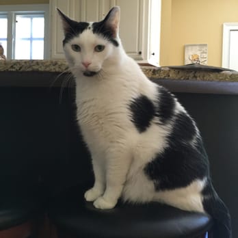 Dependable Pet Sitter - Pet Sitting Near Me - Mundelein, Illinois Dependable Pet Sitter - Pet Sitting Near Me - Mundelein, Illinois