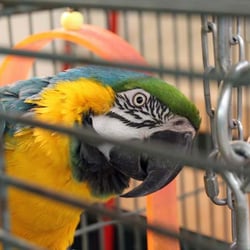 Family Farm & Home - The store parrot.