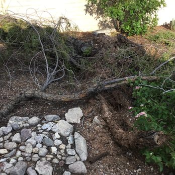Cord Firewood in Tucson - Tree's fallen in Monsoon storms! - Firewood Near Me Cord Firewood in Tucson - Tree's fallen in Monsoon storms! - Firewood Near Me
