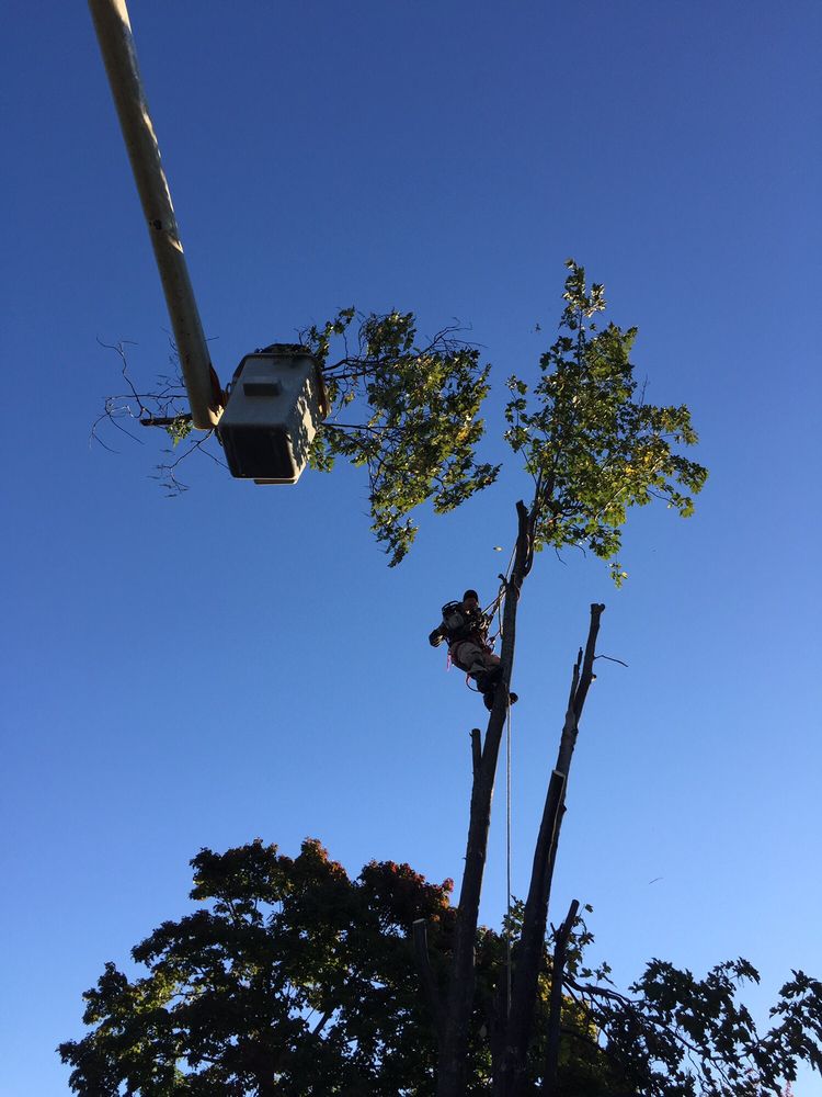 Nardone Tree Service - tree service in Waltham, MA