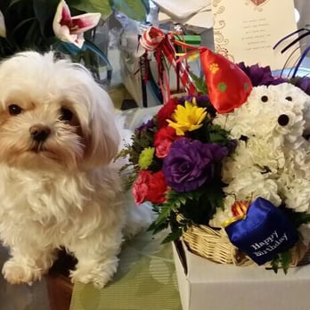 Bloomers Flowers & Gifts - My best friends dog, Snow, and the birthday bouquet I got her. - Florists Near Me - Campbell, California