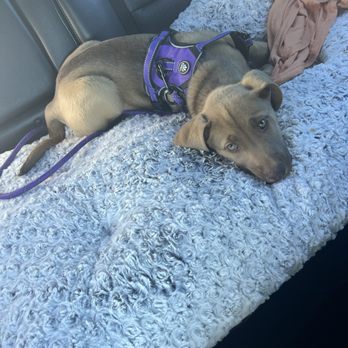 Puppy Love Maternity Rescue - Gotcha day first truck ride! - Pet Adoption Near Me Puppy Love Maternity Rescue - Gotcha day first truck ride! - Pet Adoption Near Me