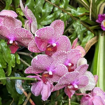 Daniel Stowe Botanical Garden - Orchid inside Orchid Conservatory - Botanical Gardens Near Me - Belmont, North Carolina Daniel Stowe Botanical Garden - Orchid inside Orchid Conservatory - Botanical Gardens Near Me - Belmont, North Carolina